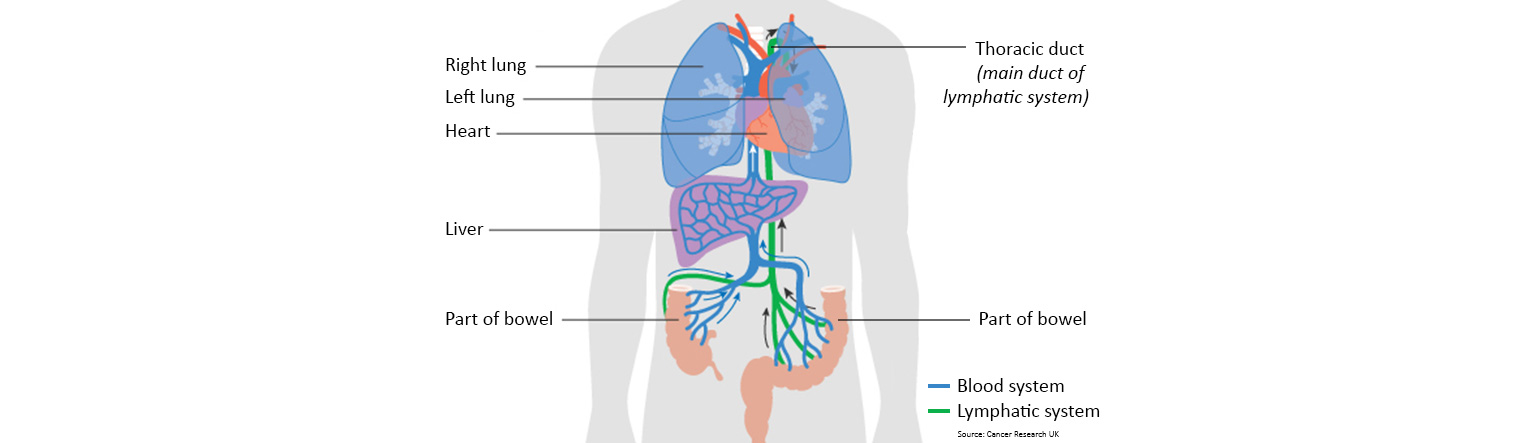Lymphatic system