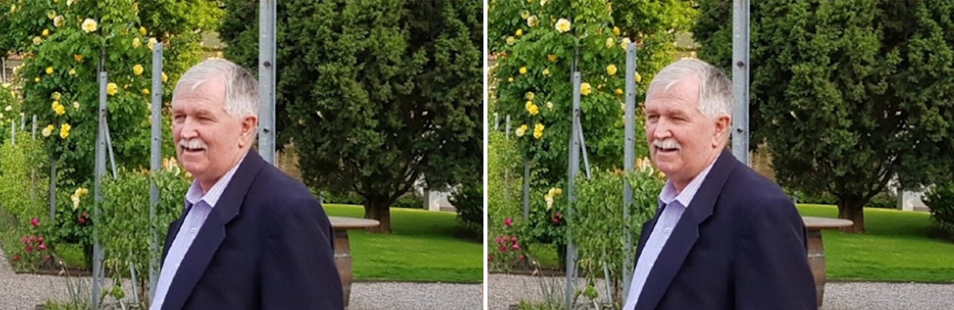A man with gray hair and a mustache stands outdoors near blooming yellow roses and green foliage.