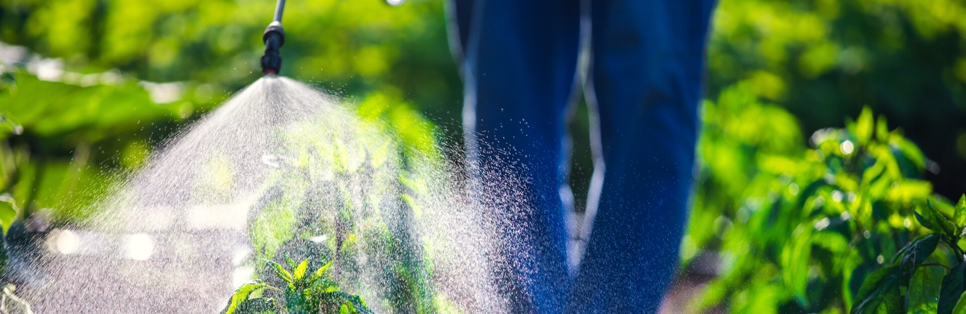 A person sprays water on green plants in a field, with droplets visible in the sunlight.