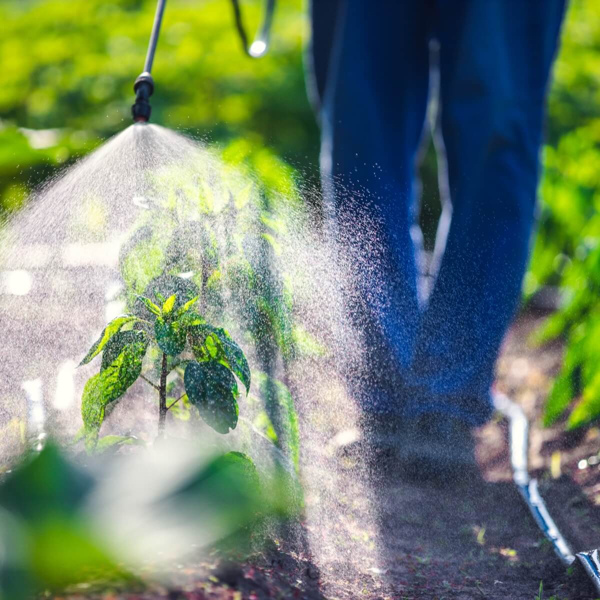 A person sprays water on green plants in a field, with sunlight creating a mist effect around them.